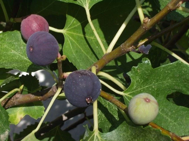 Can guinea pigs eat fig tree leaves?