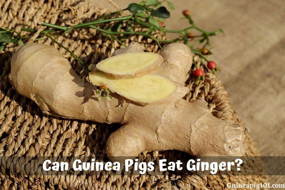 Can Guinea Pigs Eat Ginger