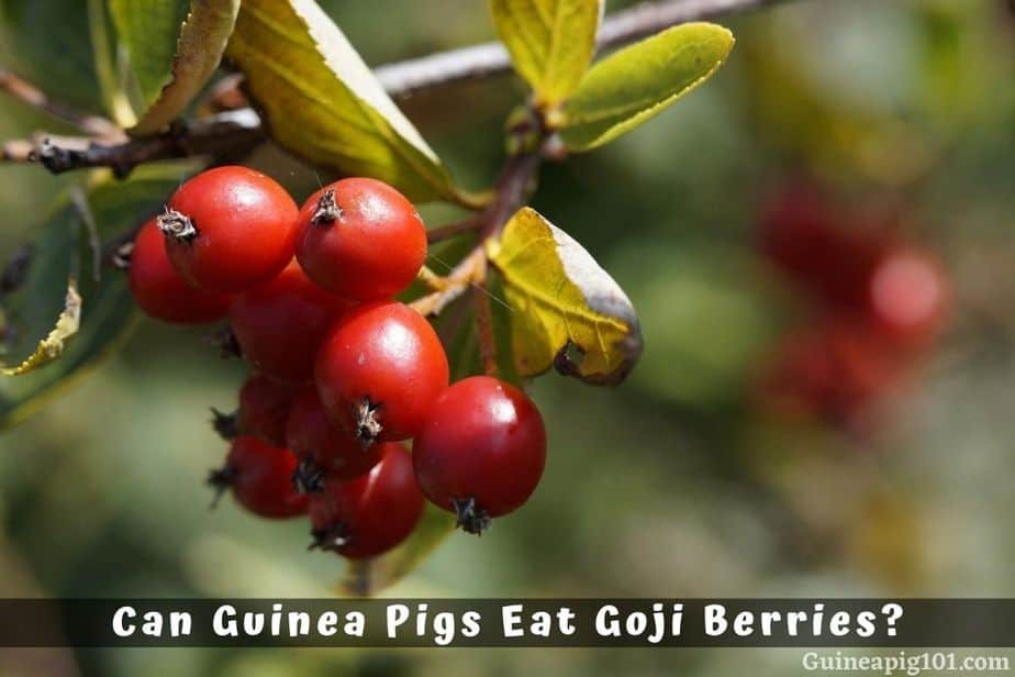 Can Guinea Pigs Eat Goji Berries?