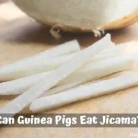 Can Guinea Pigs Eat Jicama