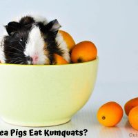 Can Guinea Pigs Eat Kumquats