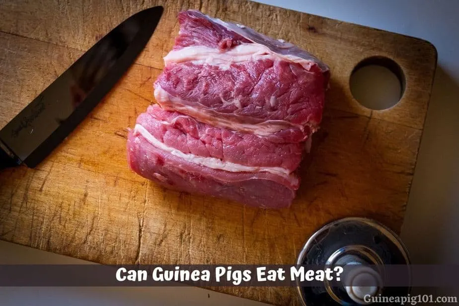 Can Guinea Pigs Eat Meat?