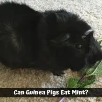 Can Guinea Pigs Eat Mint