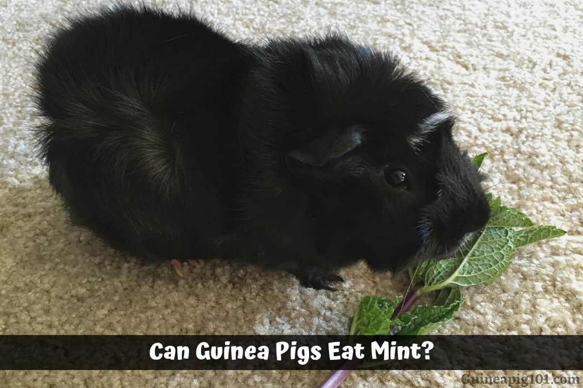 Can Guinea Pigs Eat Mint? (Which Variety, Serving Size & More)