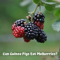 Can Guinea Pigs Eat Mulberries