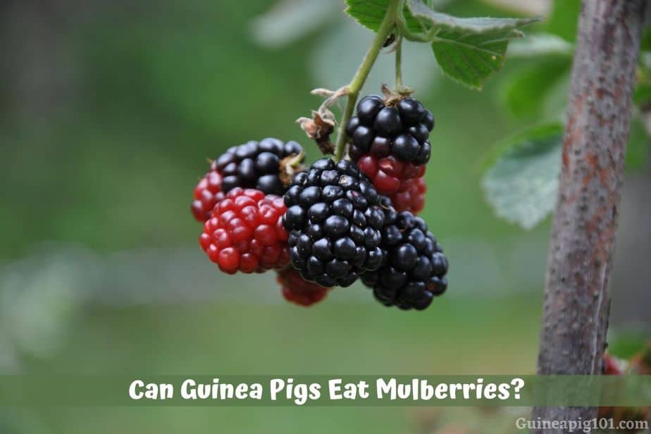 Can Guinea Pigs Eat Mulberries? (Hazards, Serving Size & More)
