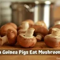 Can Guinea Pigs Eat Mushrooms
