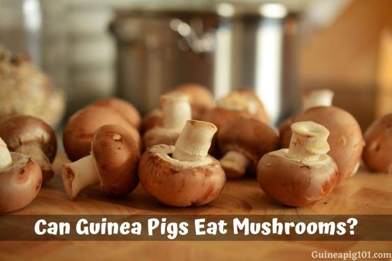 Can Guinea Pigs Eat Mushrooms? (Hazards, Serving Size & More)
