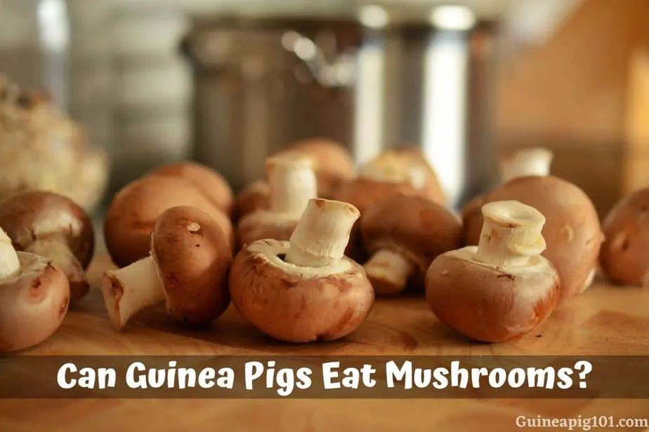 Can Guinea Pigs Eat Mushrooms Hazards Serving Size More