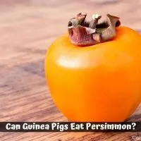 Can Guinea Pigs Eat Persimmon Fruit
