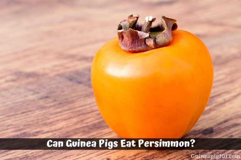 Can Guinea Pigs Eat Persimmon? (Hazards, Serving Size & More) - Guinea Pig Healthy Juice Recipes With Persimmon