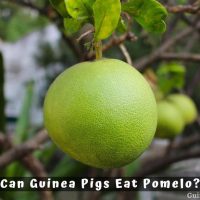 Can Guinea Pigs Eat Pomelo?