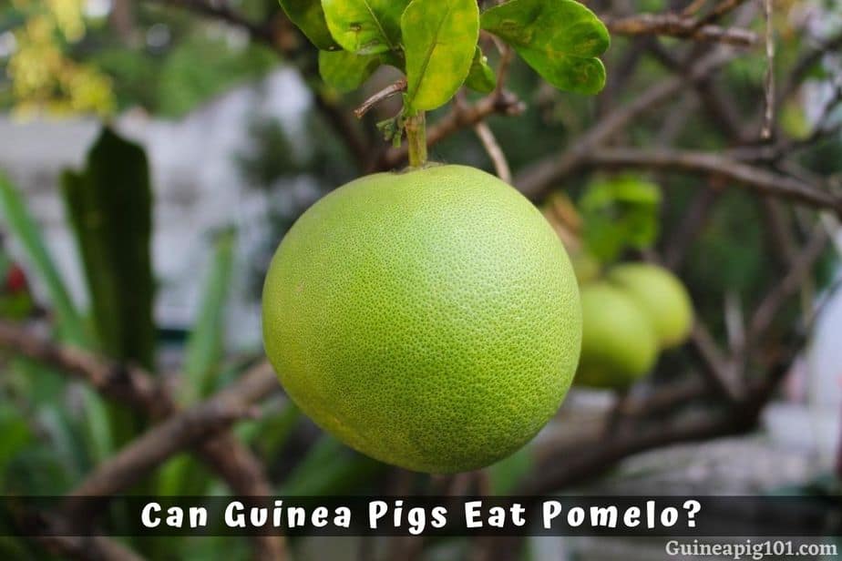 Can Guinea Pigs Eat Pomelo?
