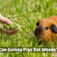 Can Guinea Pigs Eat Weeds