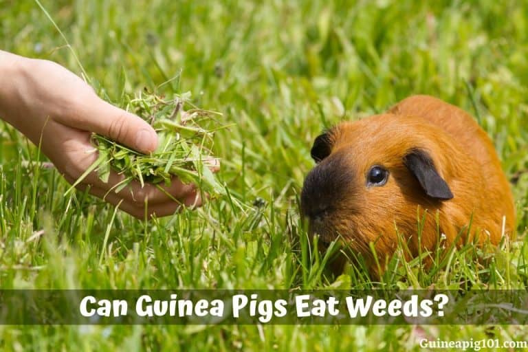 Can Guinea Pigs Eat Weeds? Is It Safe For Them?