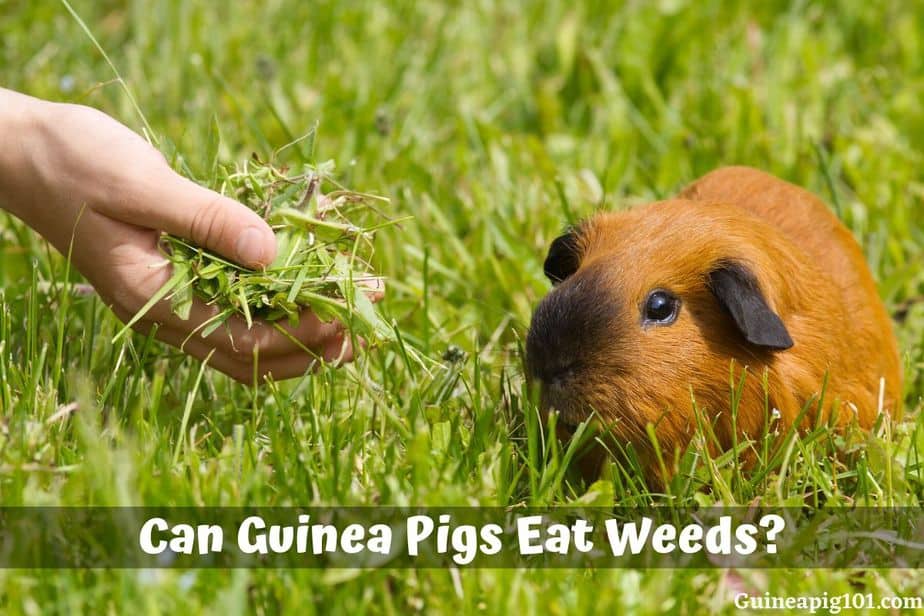 Can Guinea Pigs Eat Weeds? Is It Safe for Them?