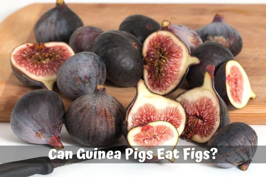 Can Guinea Pigs Eat Figs