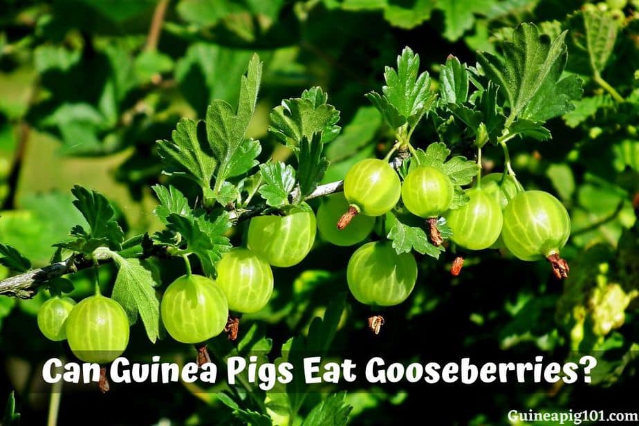 Can Guinea Pigs Eat Gooseberries? (Hazards, Serving Size & More)