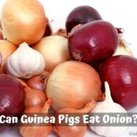 Can Guinea Pigs Eat onion