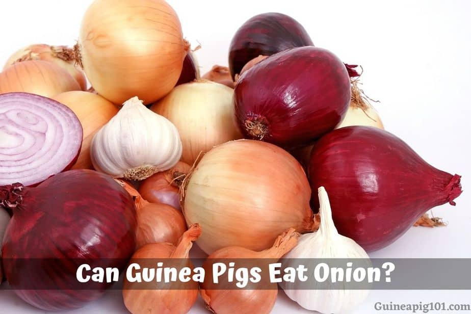 Can Guinea Pigs Eat onion