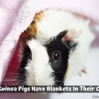 Can Guinea Pigs Have Blankets In Their Cage