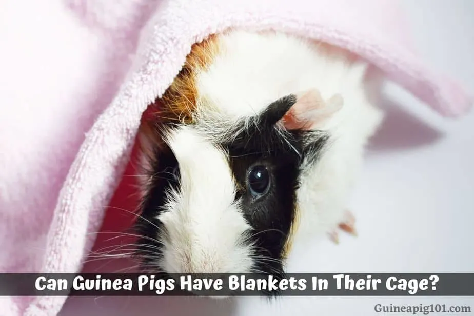 Can Guinea Pigs Have Blankets In Their Cage?