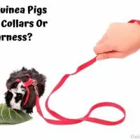 Can Guinea Pigs Wear Collars