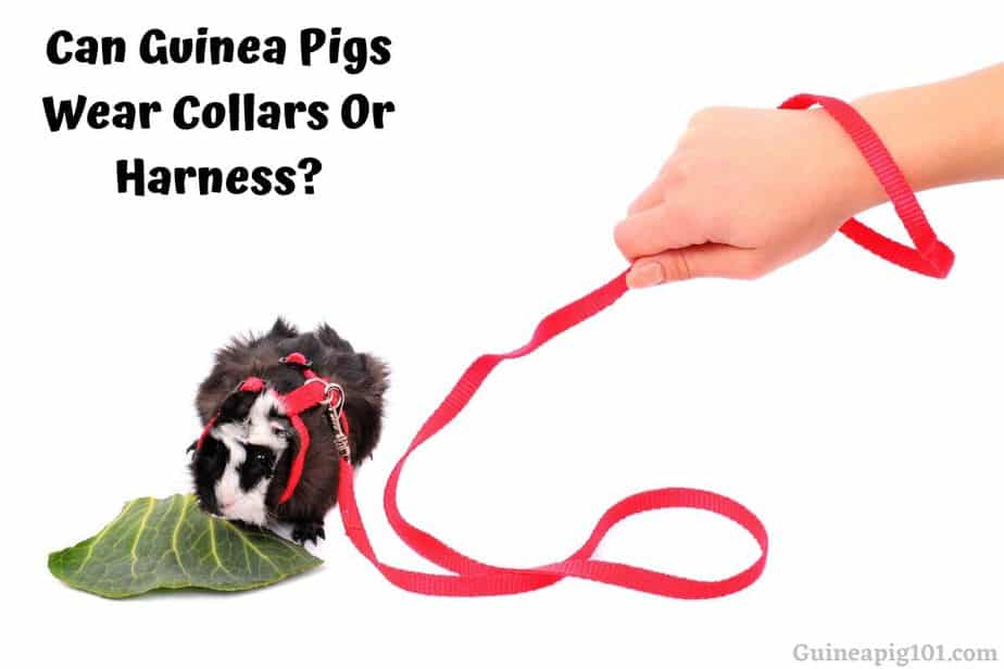 Can Guinea Pigs Wear Collars?