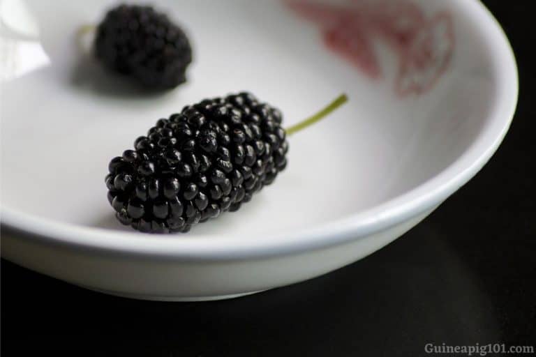Can Guinea Pigs Eat Mulberries? (Hazards, Serving Size & More)