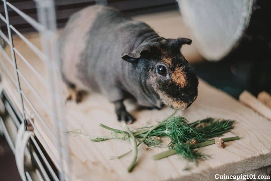 Can Guinea Pigs Eat Dill? (Hazards, Serving Size & More)