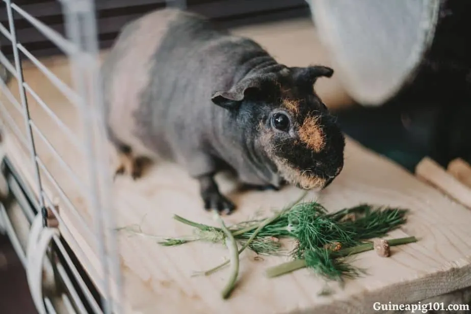How much dill can guinea pigs eat at a time?