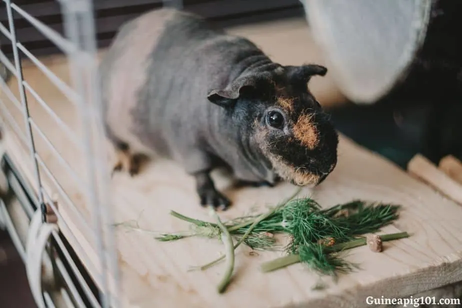 Can guinea pigs 2025 eat dill pickles