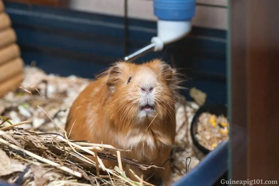 Can guinea pigs drink water from Bottles
