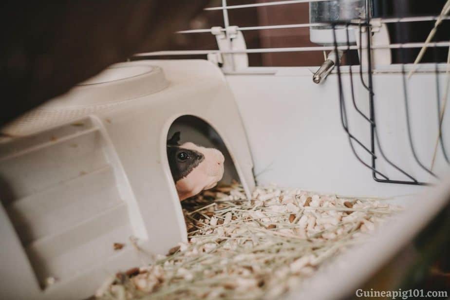 How to place water bottles in Guinea pigs cage