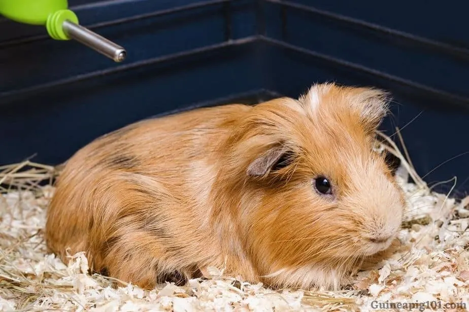 My Guinea pig is not drinking water