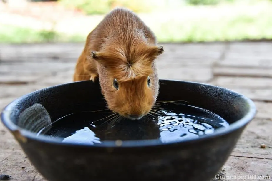 Can guinea pigs drink water from a bowl