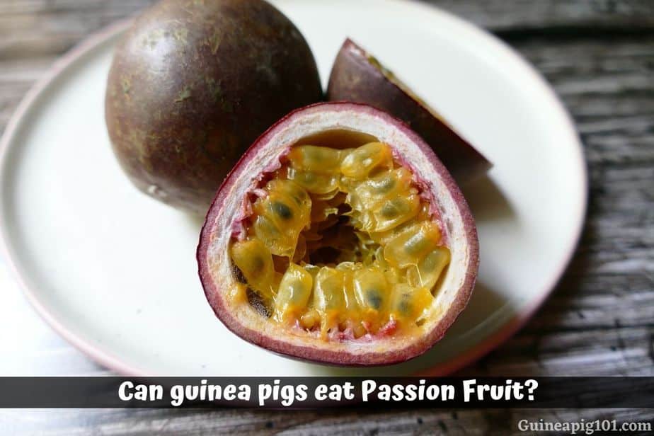 Can guinea pigs eat Passion Fruit