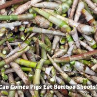 Can guinea pigs eat bamboo shoots