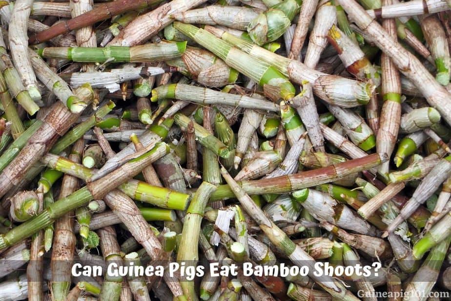 Can guinea pigs eat bamboo shoots