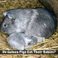 Do Guinea Pigs Eat Their Babies?