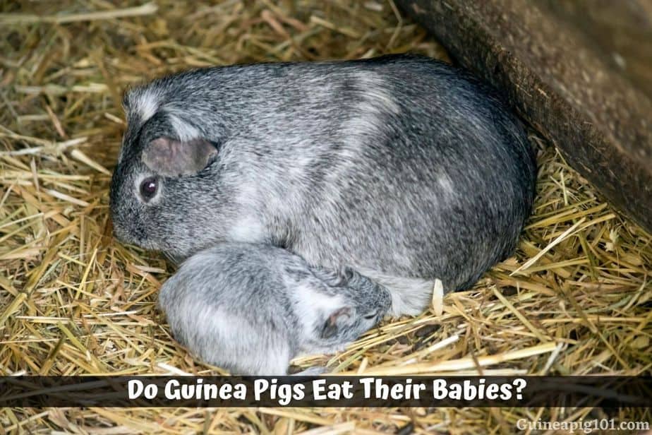 will guinea pigs eat their babies