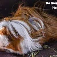 Do Guinea Pigs Play Dead