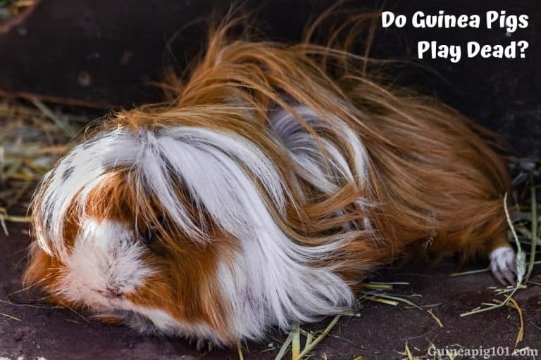 Do Guinea Pigs Play Dead? (And How To Teach Them)