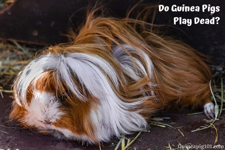 Do Guinea Pigs Play Dead? (And How to Teach Them)