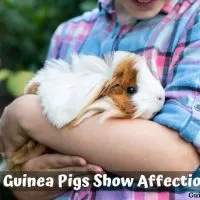 Do Guinea Pigs Show Affection