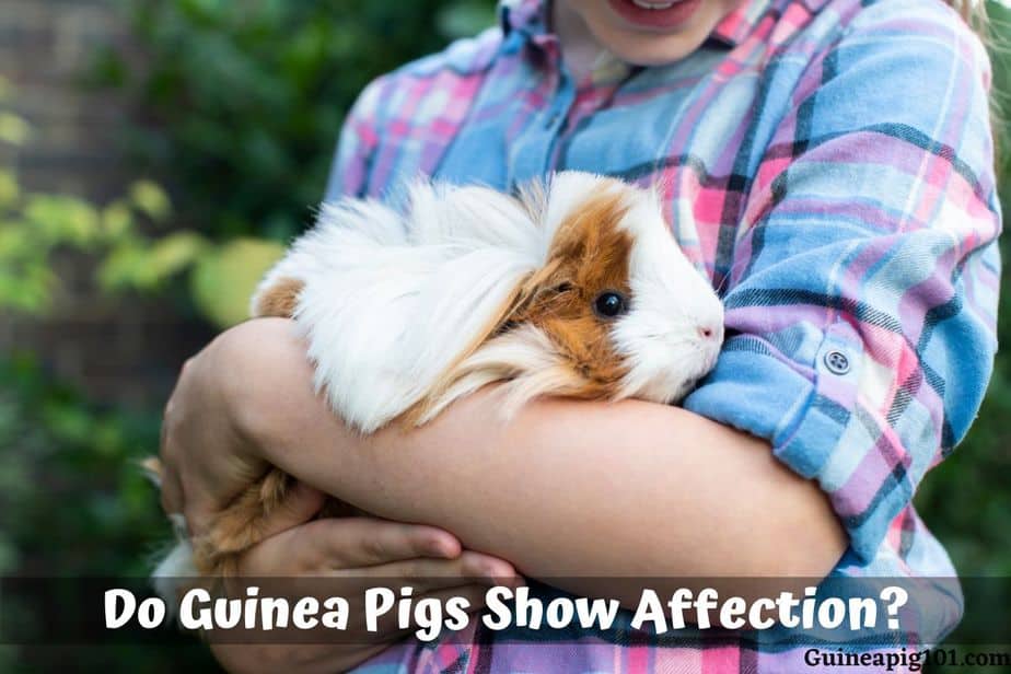 Do Guinea Pigs Show Affection? (Compared To Rabbits, Cats & Dogs)