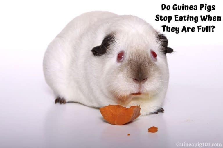 Do Guinea Pigs Stop Eating When They Are Full?