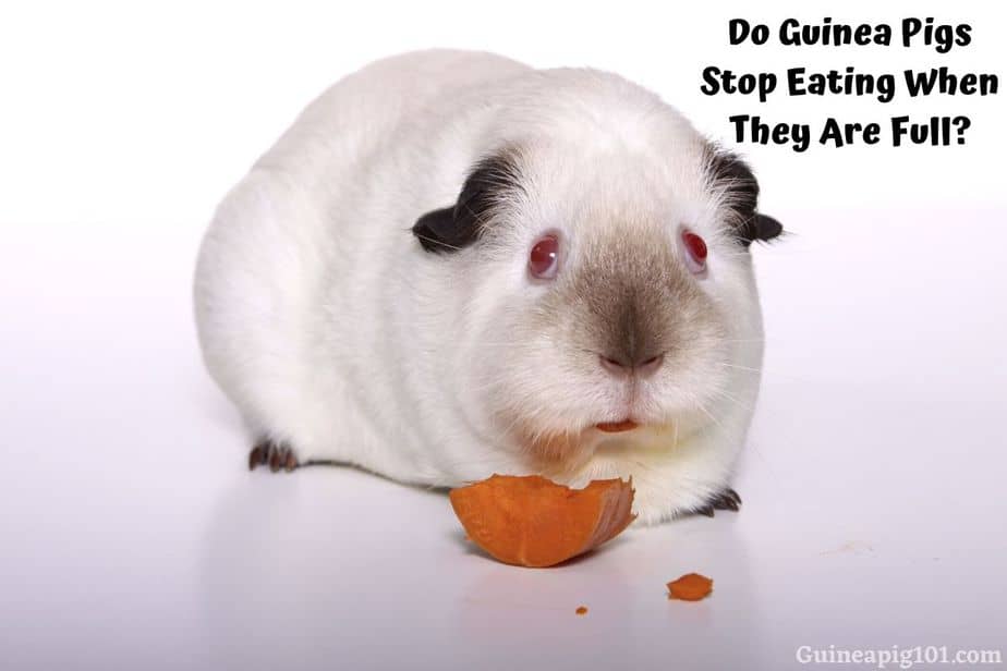 Do Guinea Pigs Stop Eating When They Are Full?