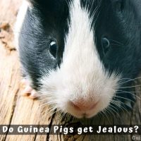 Do Guinea Pigs get Jealous?