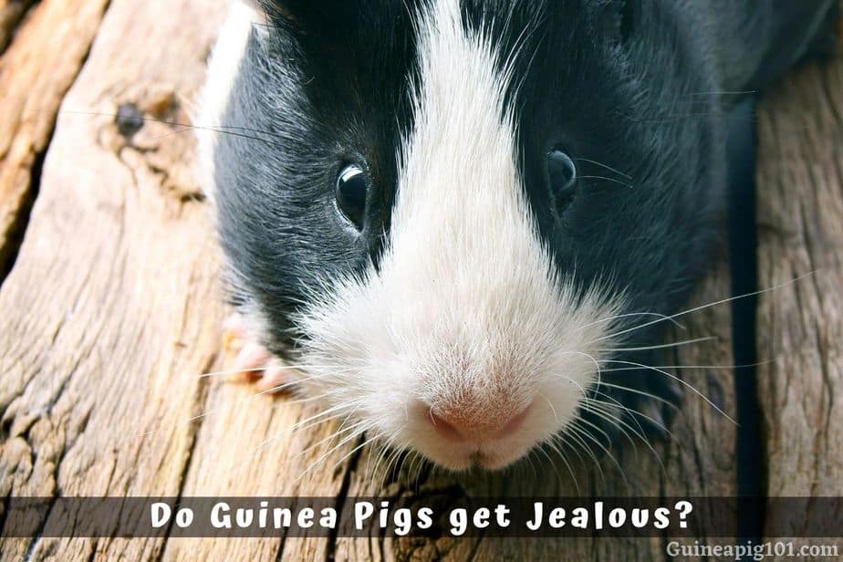 Do Guinea Pigs Get Jealous?
